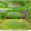 lyc tityrus larva2 volg